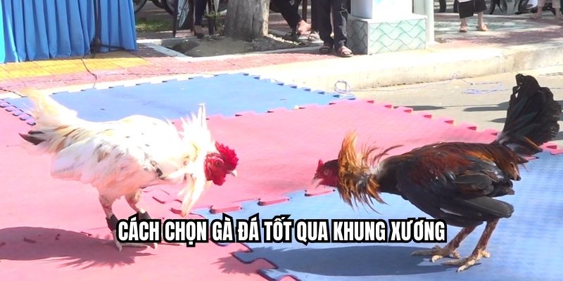 Cách Chọn Gà Đá Tốt – Bí Quyết Nhìn Là Biết Thần Kê Tại HI88 Cách chọn gà đá tốt qua khung xương