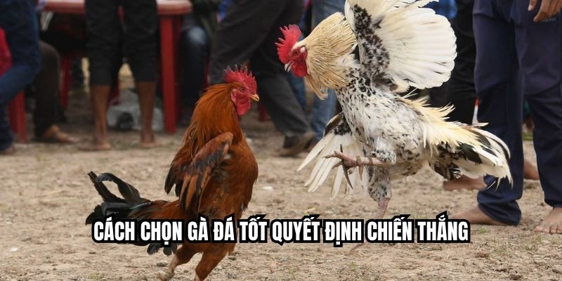 Cách Chọn Gà Đá Tốt – Bí Quyết Nhìn Là Biết Thần Kê Tại HI88 Cách chọn gà đá tốt quyết định chiến thắng