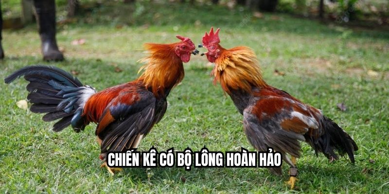 Cách Chọn Gà Đá Tốt – Bí Quyết Nhìn Là Biết Thần Kê Tại HI88 Chiến kê có bộ lông hoàn hảo