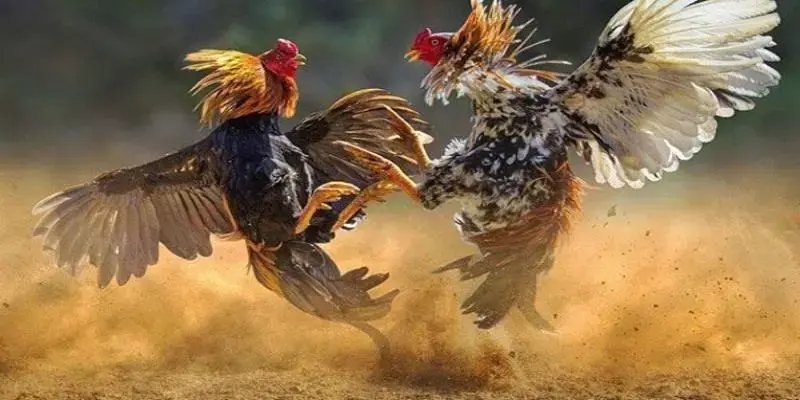 Trò chơi chọi đá gà HI88 đang được quan tâm