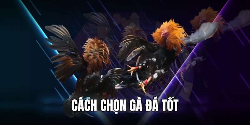 Cách Chọn Gà Đá Tốt – Bí Quyết Nhìn Là Biết Thần Kê Tại HI88 Cách chọn gà đá tốt