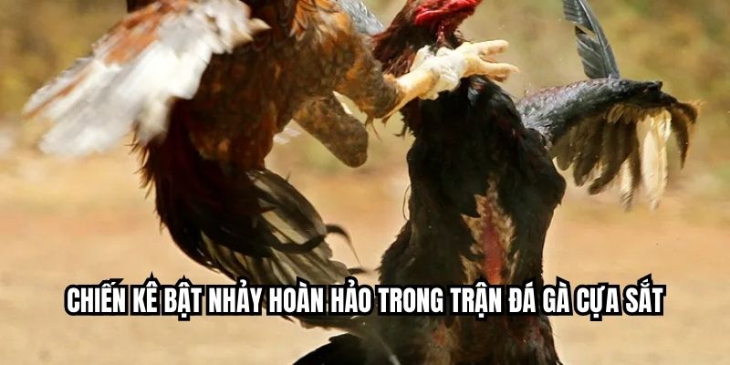 Chiến kê bật nhảy hoàn hảo trong trận đá gà cựa sắt