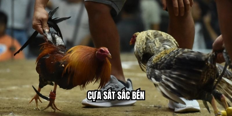 Cựa sắt sắc bén